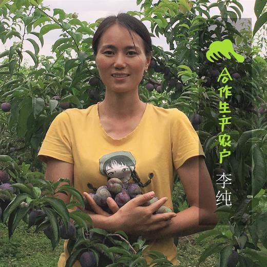生态凤凰李| 合作生产*Eco- plum | Coproduction 商品图2