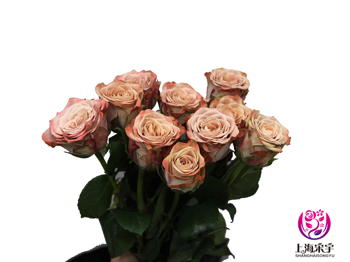 【上海发货】逸禾玫瑰 卡布奇诺9-10枝,60-65cm 江浙沪顺丰包邮!