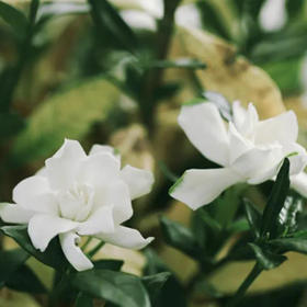  夏至，一年最虚也是“王牌进补日”，要喝这碗元气双补汤 