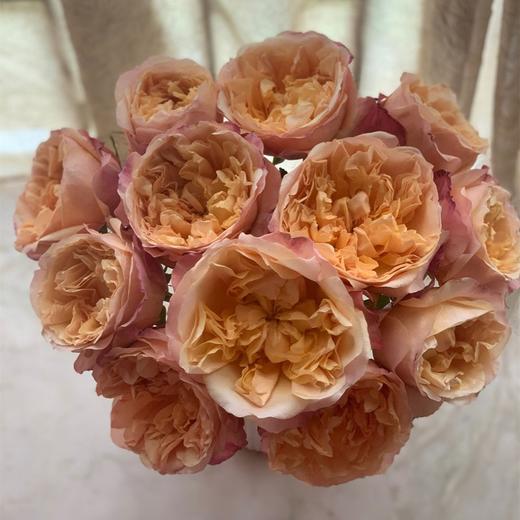 肯尼亚进口奥斯汀玫瑰Edith伊迪丝12支 商品图1