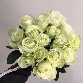 玫瑰 白雪山 A级