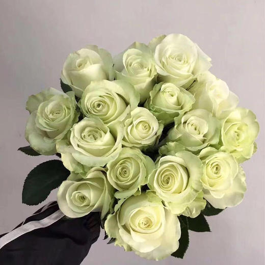 玫瑰 白雪山 A级 商品图0