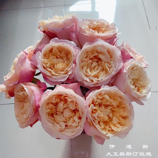 肯尼亚进口奥斯汀玫瑰Edith伊迪丝12支 商品图0