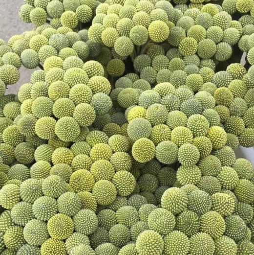 黄金球中果 商品图0