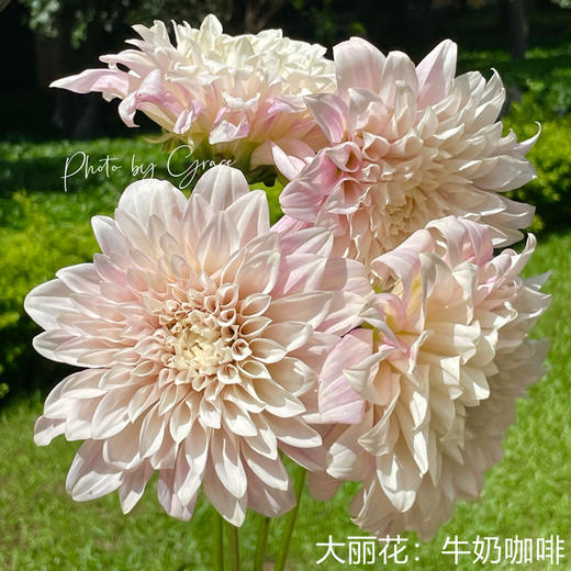 精品鲜花推荐牛奶咖啡大丽花5支一扎现货发出