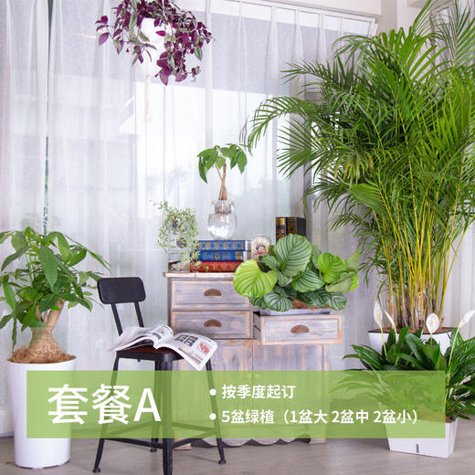 绿植管家 商品图0