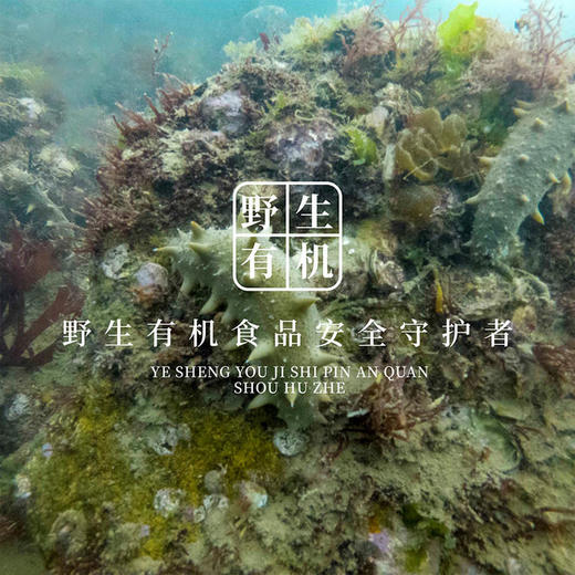 即食野生有机海参 30只 商品图5