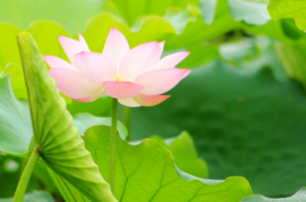 夏至“热”门养生，舒心护阳很重要！