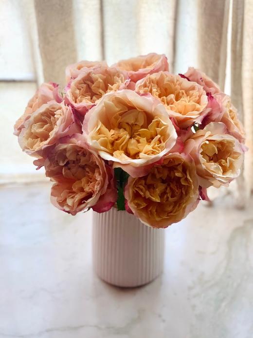 肯尼亚进口奥斯汀玫瑰Edith伊迪丝12支 商品图3