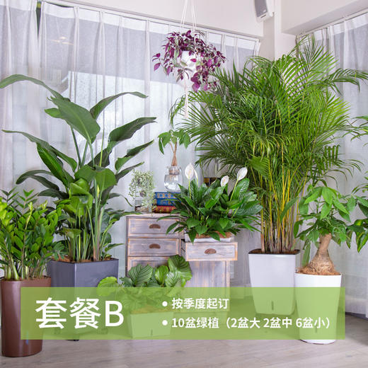 绿植管家 商品图1