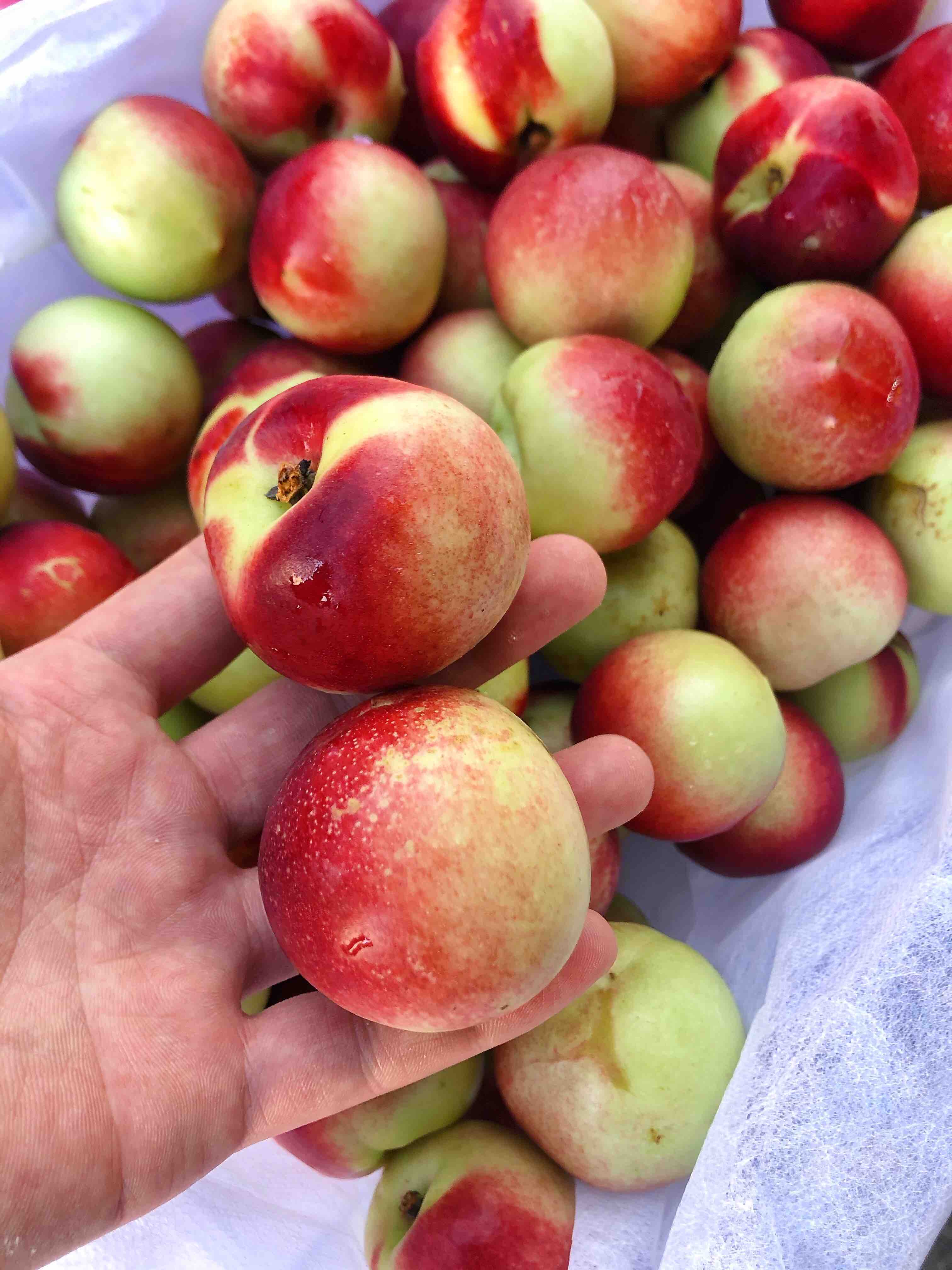 枣桃珍珠枣桃脆甜口感吃口桃味浓青红相间非常好吃的一款小脆桃