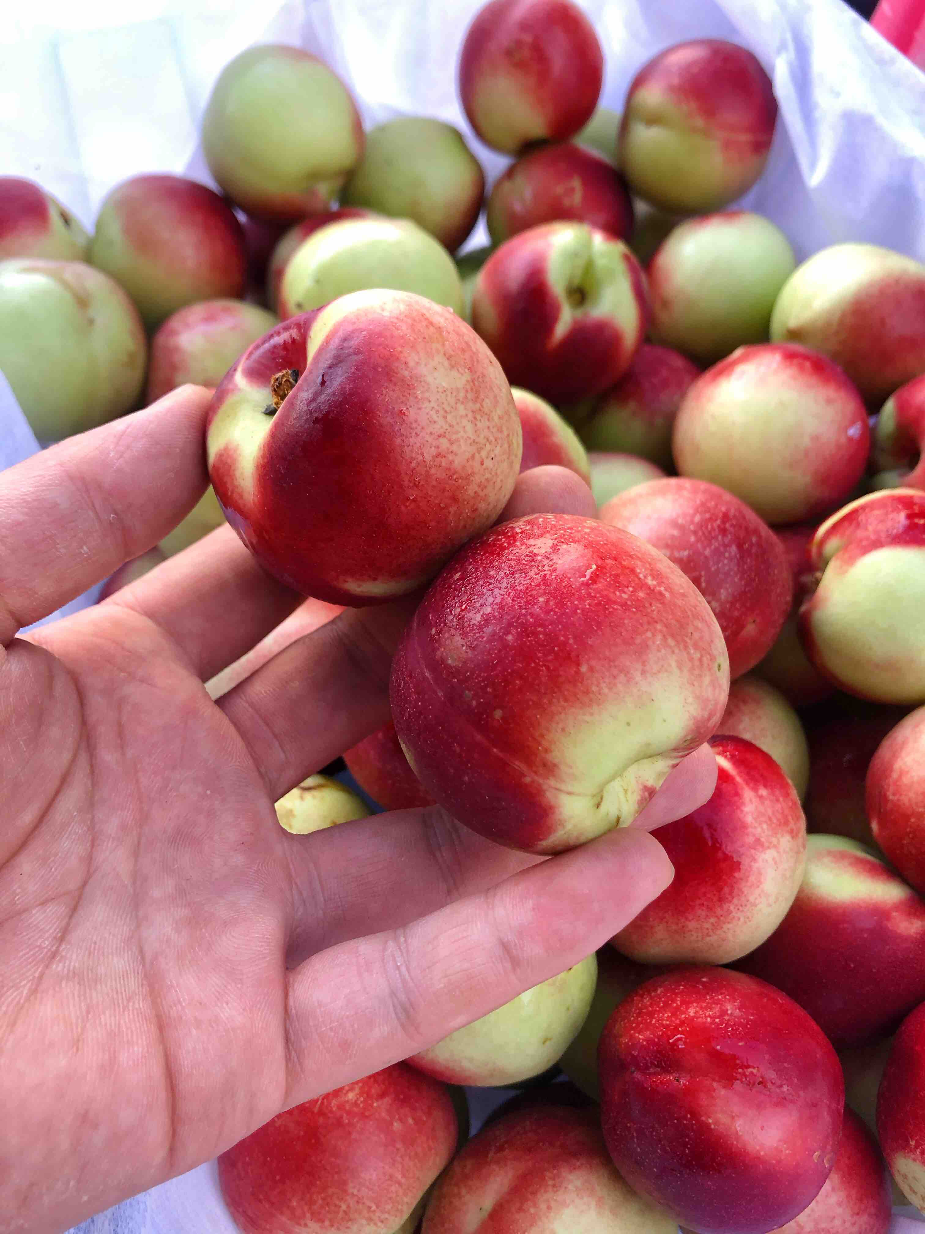 枣桃珍珠枣桃脆甜口感吃口桃味浓青红相间非常好吃的一款小脆桃