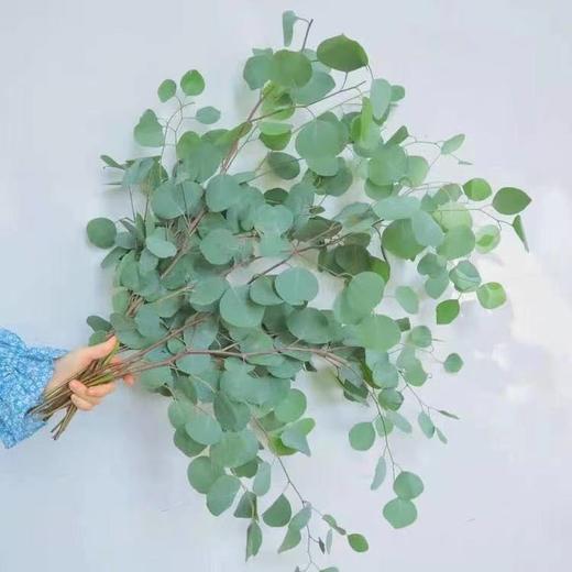 90yjl尤加利叶苹果圆叶