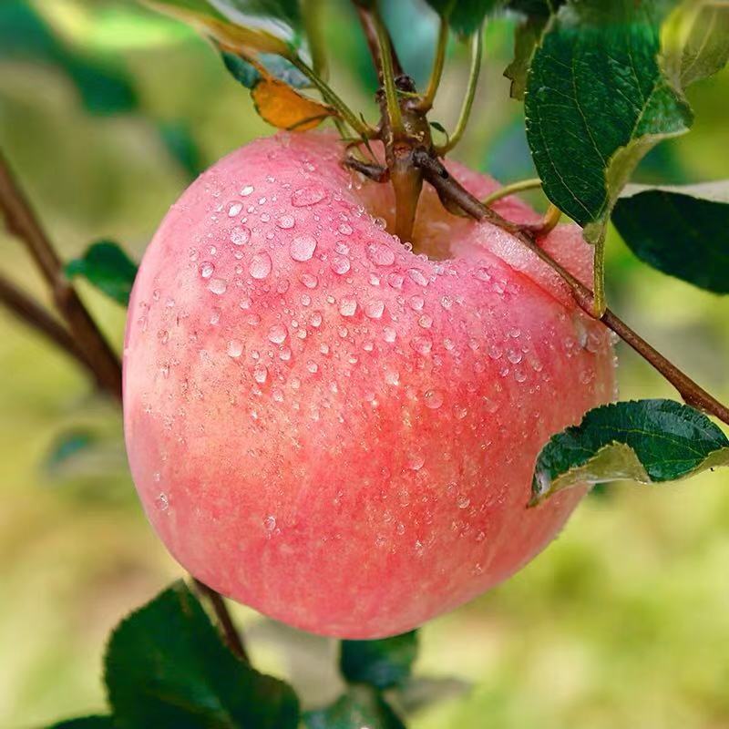 栖霞红富士苹果  2500g/箱*3