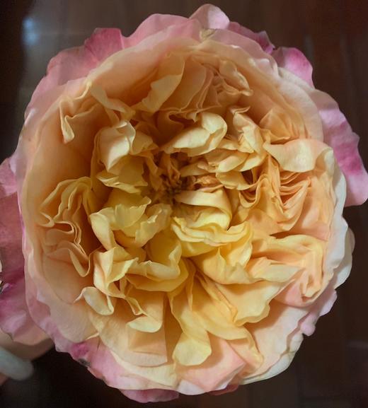 肯尼亚进口奥斯汀玫瑰Edith伊迪丝12支 商品图2