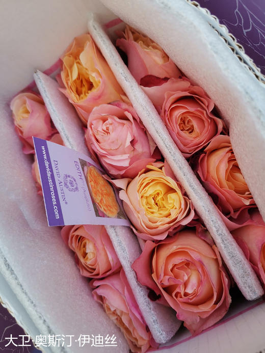 肯尼亚进口奥斯汀玫瑰Edith伊迪丝12支 商品图4