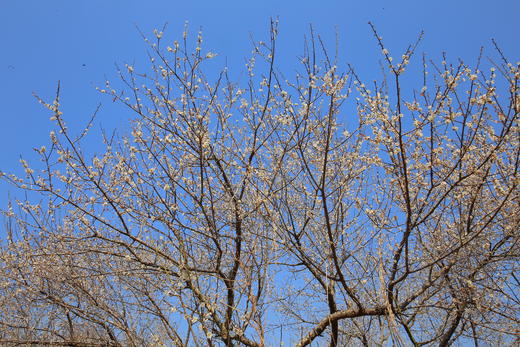 1月17日【惠州】·寻香探梅赏梁化梅园一天摄影 商品图7