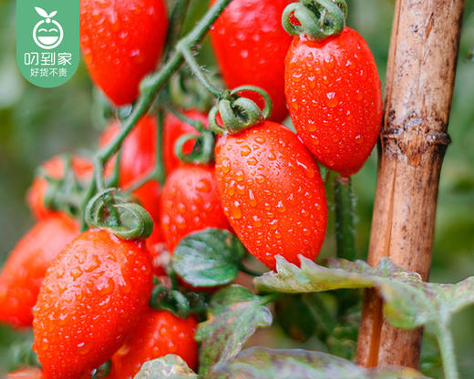 龙岩高山玉女果/1份(约500g)