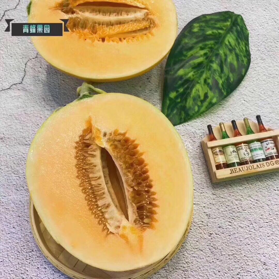 特级上品金铃黄金蜜露瓜210斤装