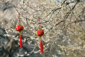 1月17日【惠州】·寻香探梅赏梁化梅园一天摄影