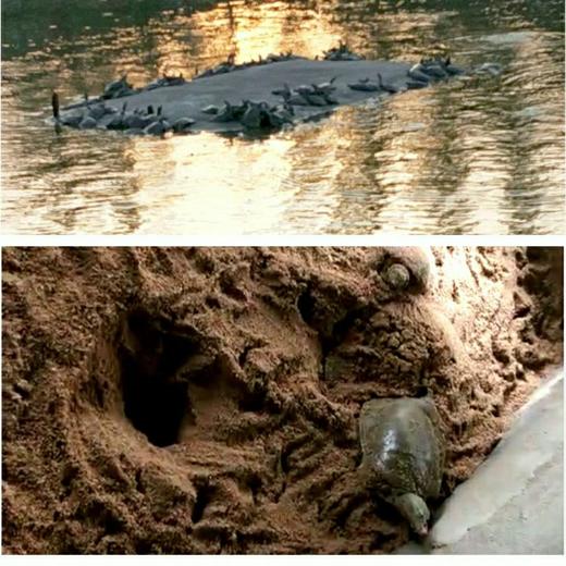 甲鱼蛋食用宝宝辅食新鲜可食生态中华鳖老鳖蛋王八蛋当天现挖 商品图4