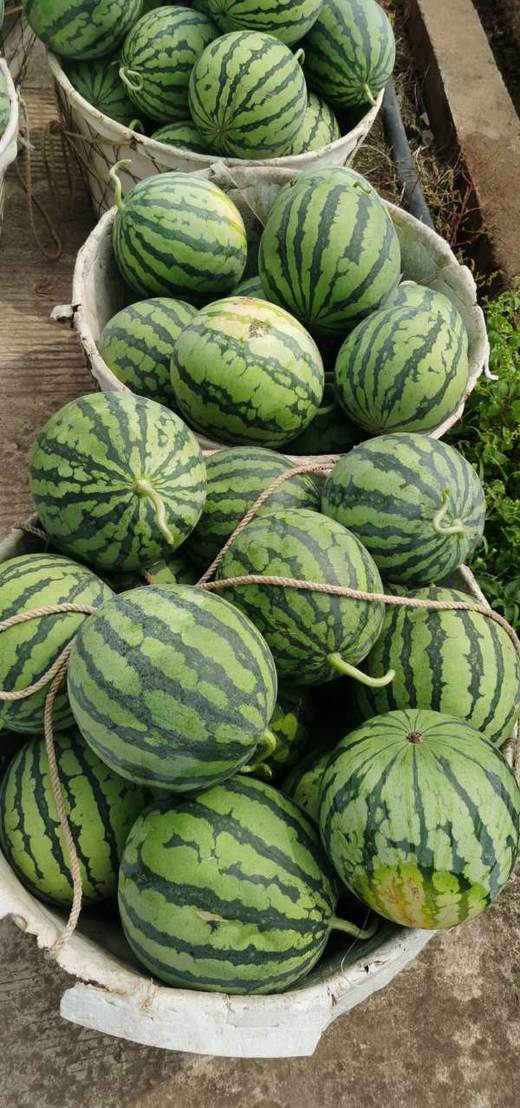 保田现摘麒麟瓜 8斤左右大瓜 商品图2