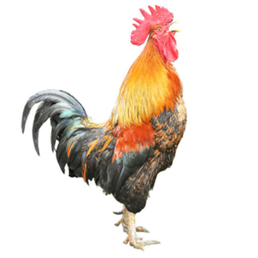 【半年以上大公鸡】苏北农村农家林地放养散养土鸡笨草鸡 整只现杀冰