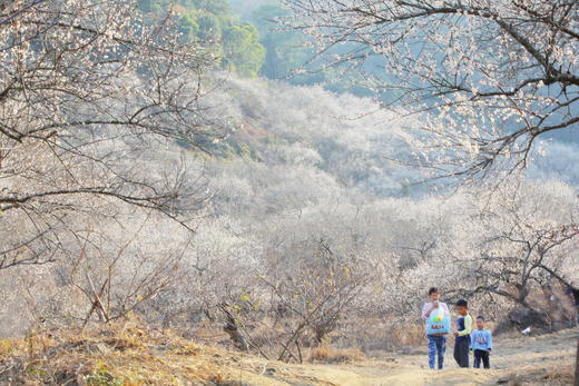 1月17日【惠州】·寻香探梅赏梁化梅园一天摄影 商品图6