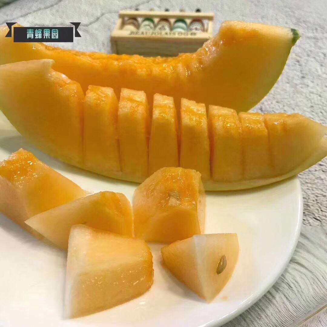 特级上品金铃黄金蜜露瓜210斤装