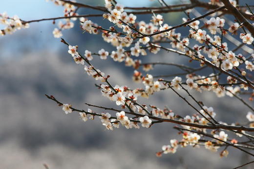 1月17日【惠州】·寻香探梅赏梁化梅园一天摄影 商品图3