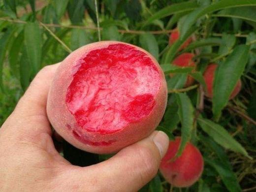 湖北血桃3斤左右