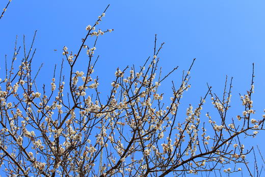 1月17日【惠州】·寻香探梅赏梁化梅园一天摄影 商品图8