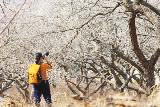 1月17日【惠州】·寻香探梅赏梁化梅园一天摄影 商品图1