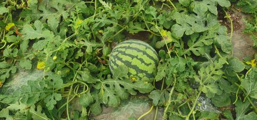 保田现摘麒麟瓜 8斤左右大瓜 商品图3