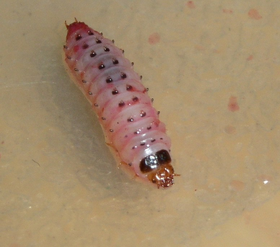 lining211测试内容