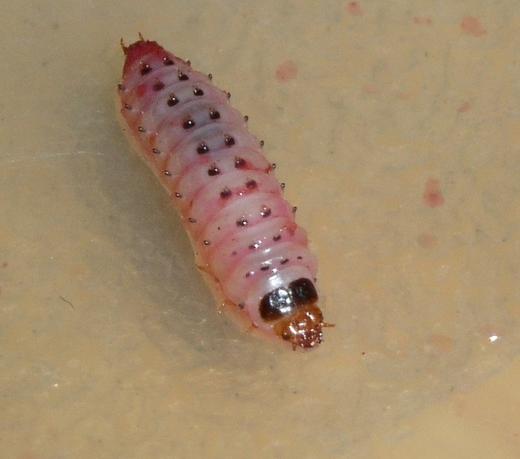 lining211测试内容 商品图0