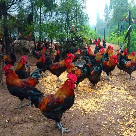 【半年以上大公鸡】苏北农村农家林地放养散养土鸡笨草鸡 整只现杀冰