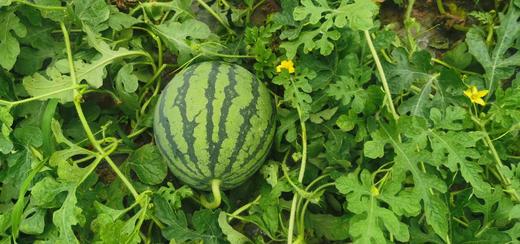 保田现摘麒麟瓜 8斤左右大瓜 商品图4