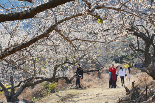 1月17日【惠州】·寻香探梅赏梁化梅园一天摄影 商品图4