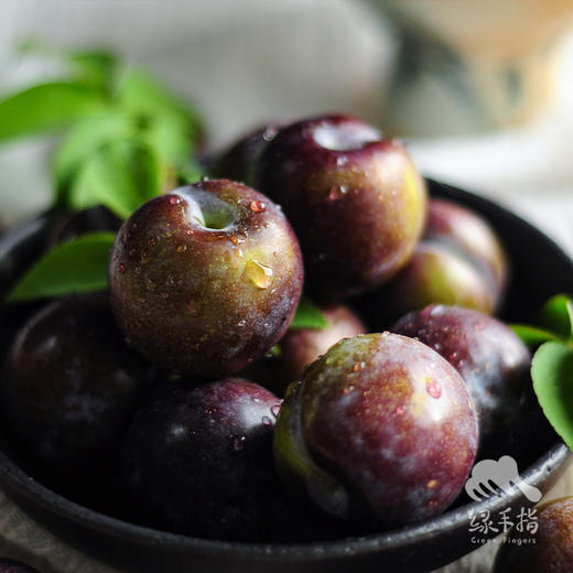 生态凤凰李| 合作生产*Eco- plum | Coproduction 商品图1