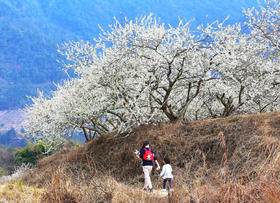 从化·吕田醉春来·踏雪寻李桂峰村一天摄影<臻享1元>01月28日（周日）