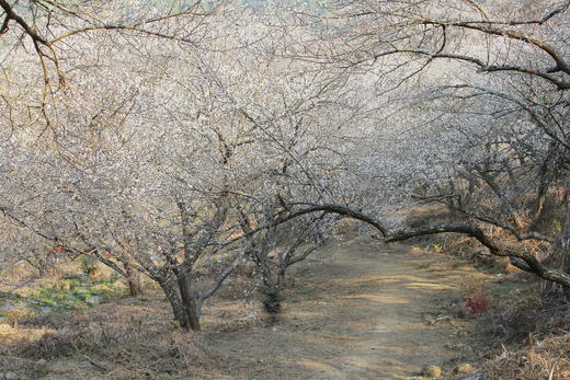 1月17日【惠州】·寻香探梅赏梁化梅园一天摄影 商品图5