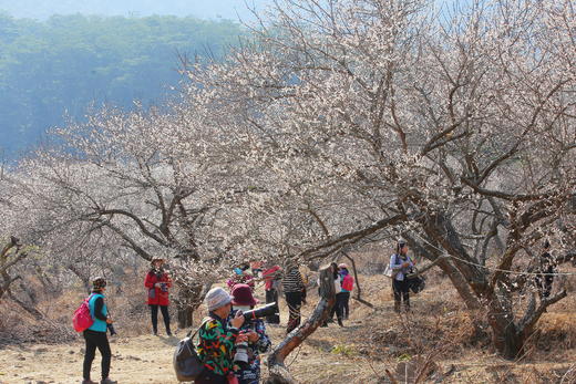 1月17日【惠州】·寻香探梅赏梁化梅园一天摄影 商品图2