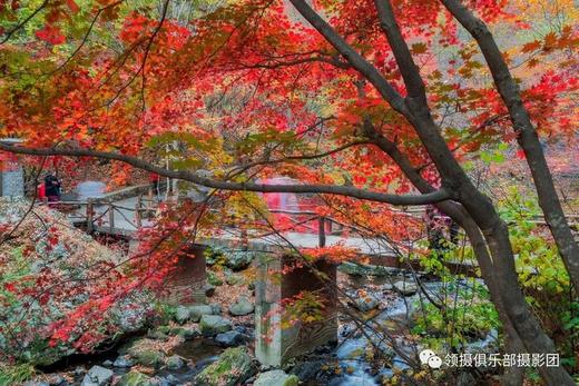 【订制团】辽宁本溪红叶、科尔沁五角枫、盘锦红海滩、沈阳故宫6天摄影团 商品图5