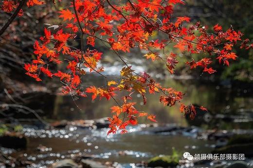 【订制团】辽宁本溪红叶、科尔沁五角枫、盘锦红海滩、沈阳故宫6天摄影团 商品图2
