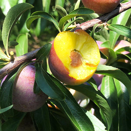 顺丰发货四川脆甜五月脆李子当季新鲜水果鲜脆爽口现摘现发5斤装