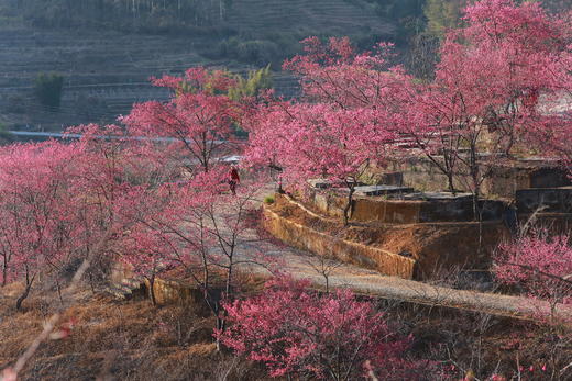 2月19日确定出发 民俗节庆——广西宾阳元宵炮龙节：广西炮龙节、千亩油菜花、柳州樱花谷4天摄影团 商品图0