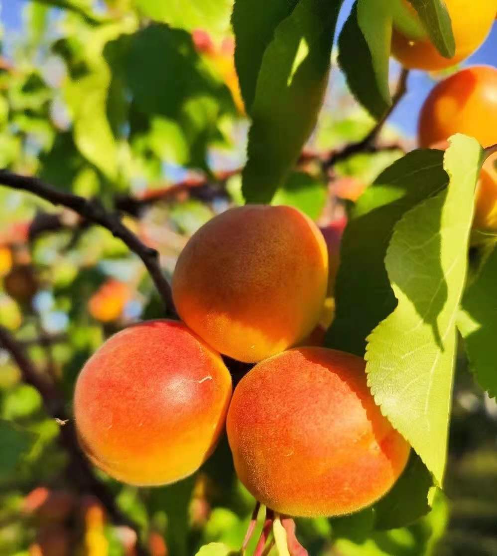 新疆吊干杏挑软果吃净重约3斤杏子的颜值担当讨人喜爱的口口蜜熟透的