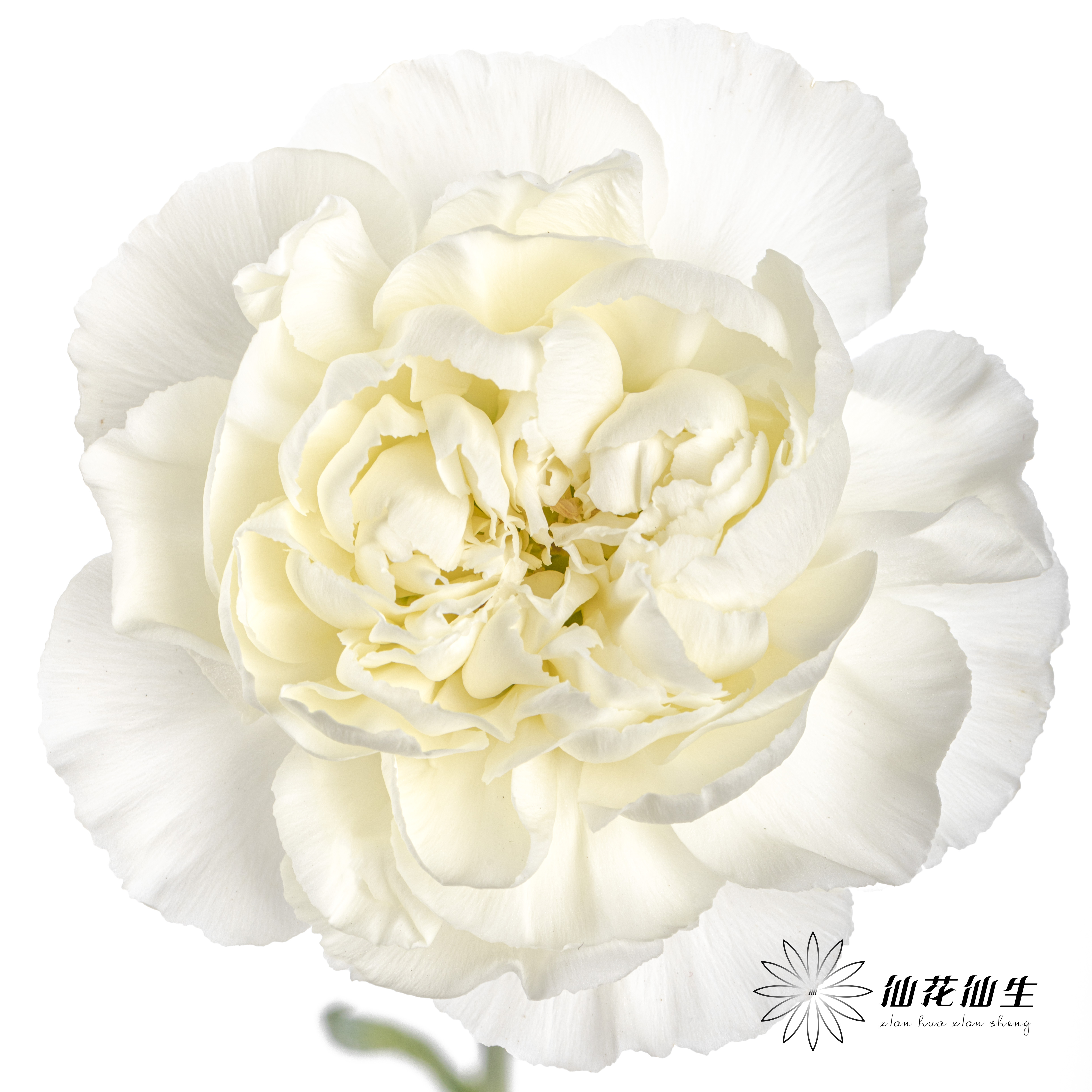 单头康乃馨 | 雪影