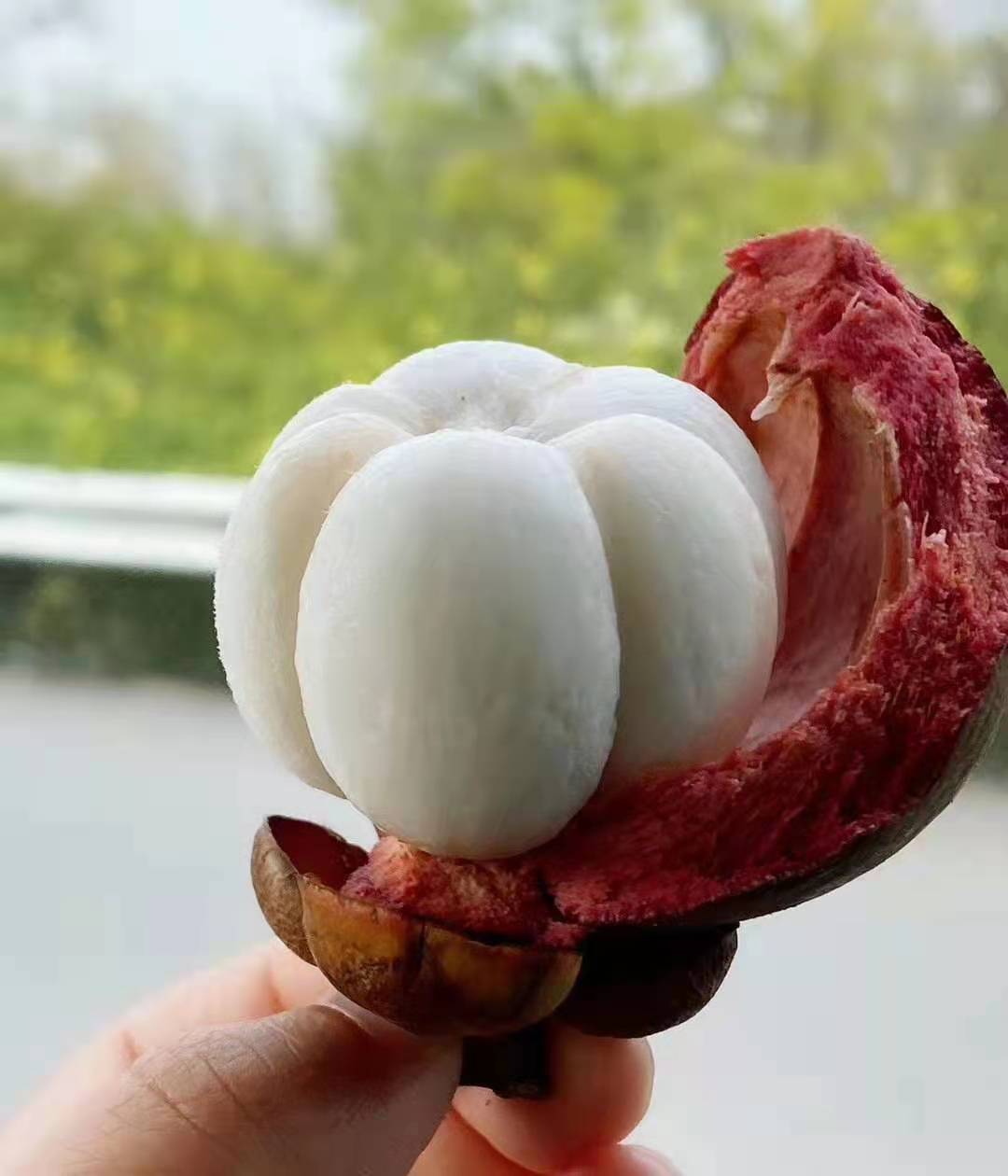 【泰国95933a山竹】新鲜碧绿的梗梗～滑嫩沁心甜的"白雪公主"